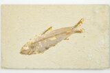 3.3" Detailed Fossil Fish (Knightia) - Wyoming - #201579-1
